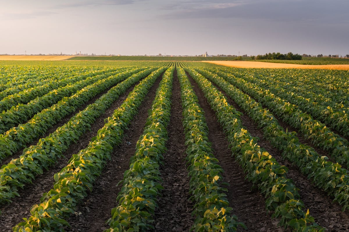 Sunset over growing soybean field at modern ranch